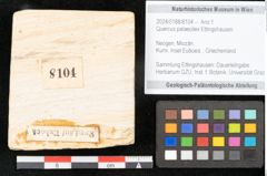 Foto (Objekt + Etikett) von Quercus palaeoilex Ettingshausen (NHMW-GEO-2024-0188-8104)
